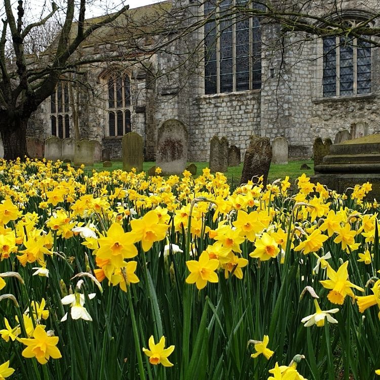 Image entitled St Mary Daffodils Gallery