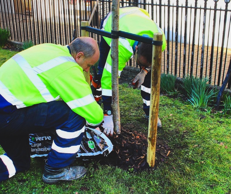 Image entitled Tree Planting Cemetery And Grave Digging