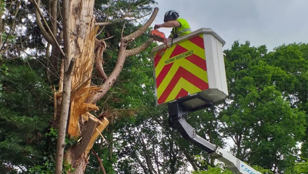 Image for featured article entitled Arboriculture Services
